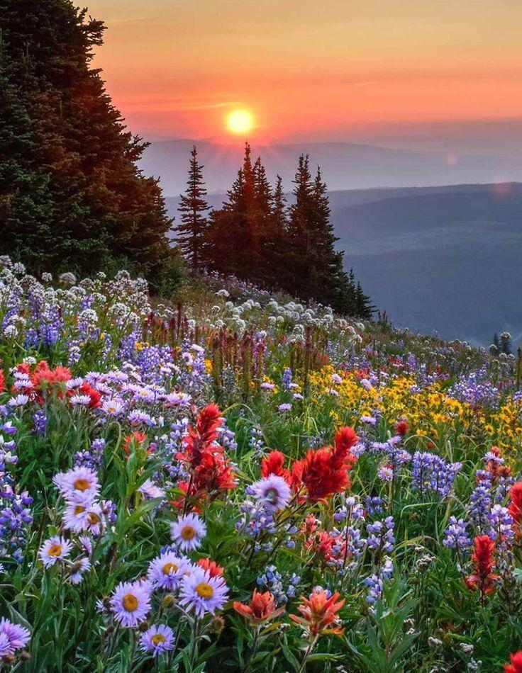Enchanted Eve: Twilight Petal Symphony